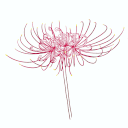 Red Spider Lily